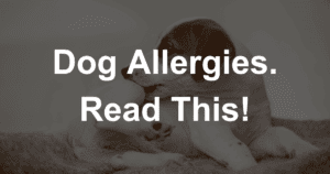 Dog Allergies - Japan animal hospital