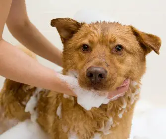 How Often Should You Clean Your Dogs Face