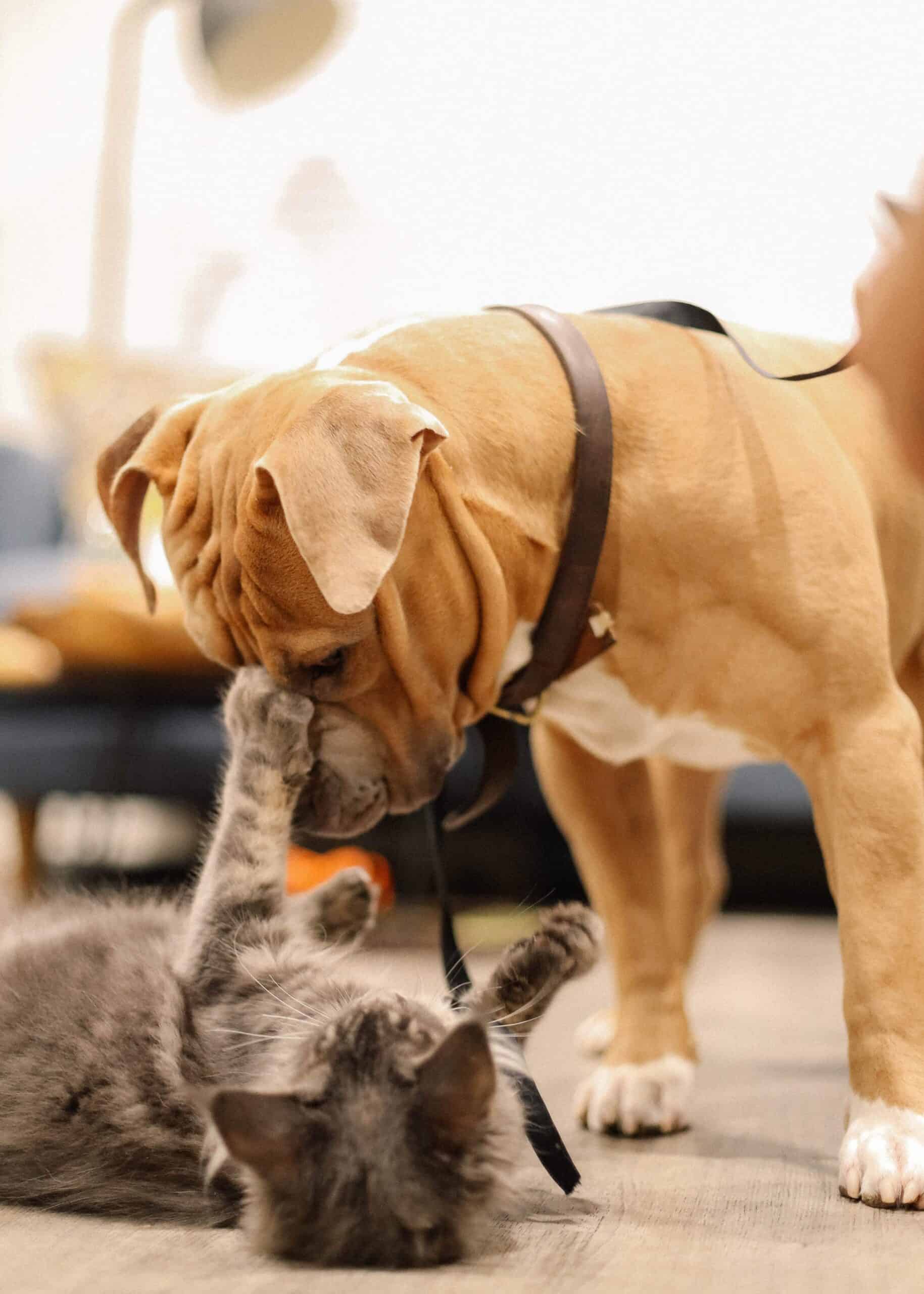 Dog and cat playing together