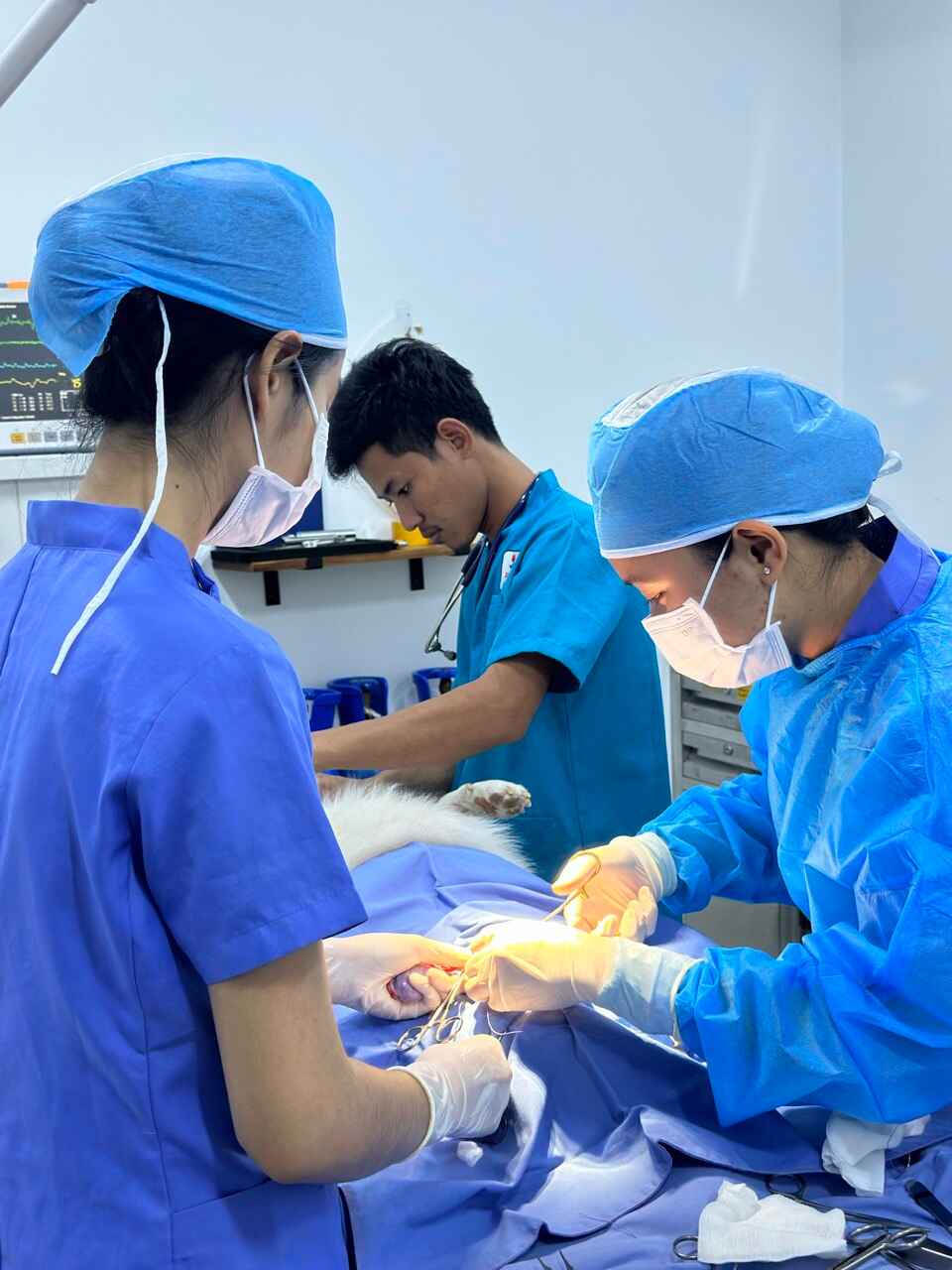 Japan animal hospital - Doctor perform surgery on animal