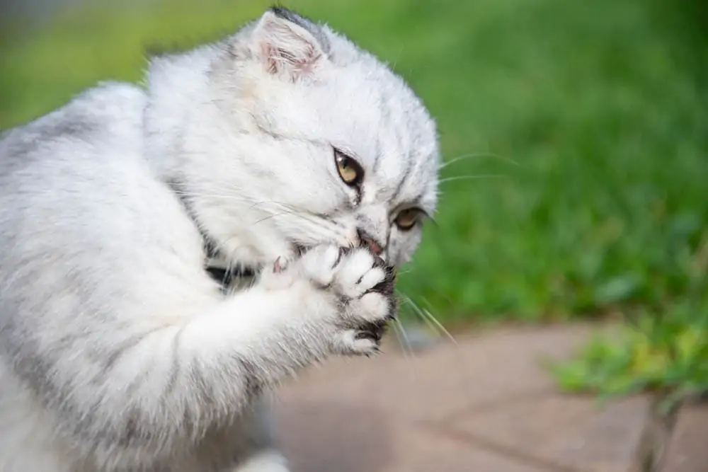 grey cat licking its paw michal dziekonski Unsplash