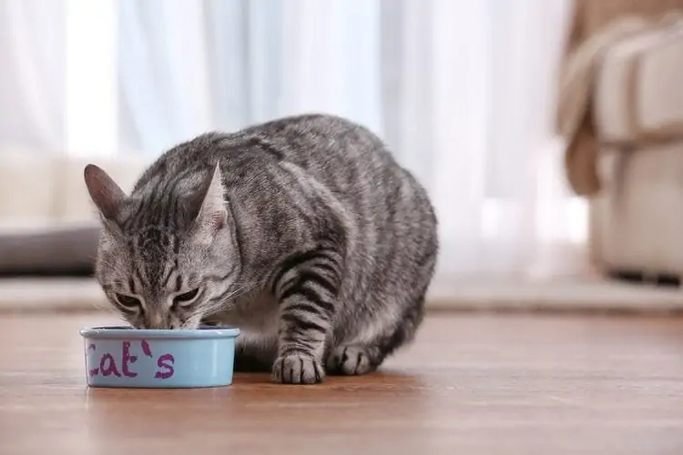 6 reasons why cat hide their food