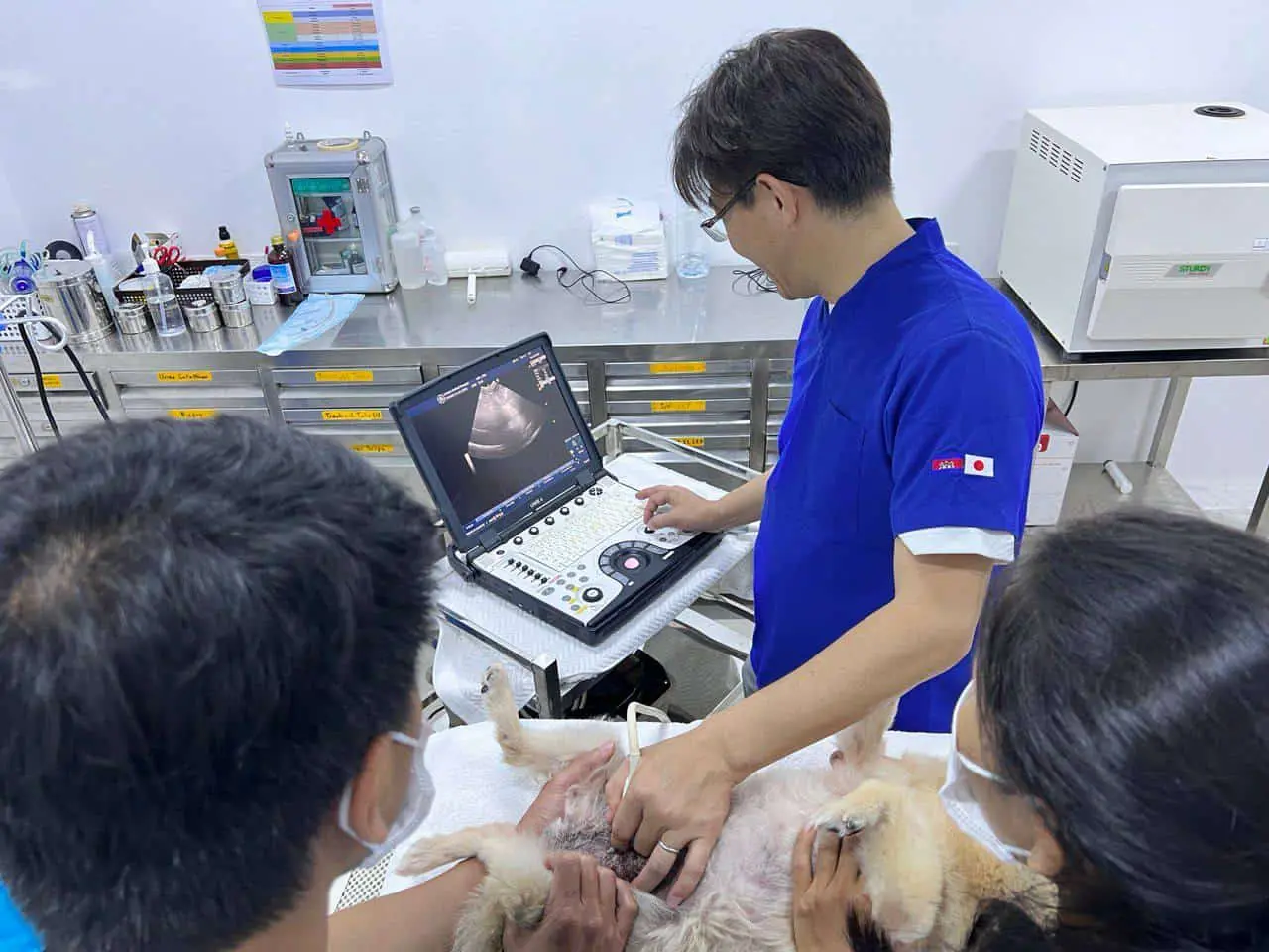 Ultrasound - Japan animal hospital's doctor performing ultrasound