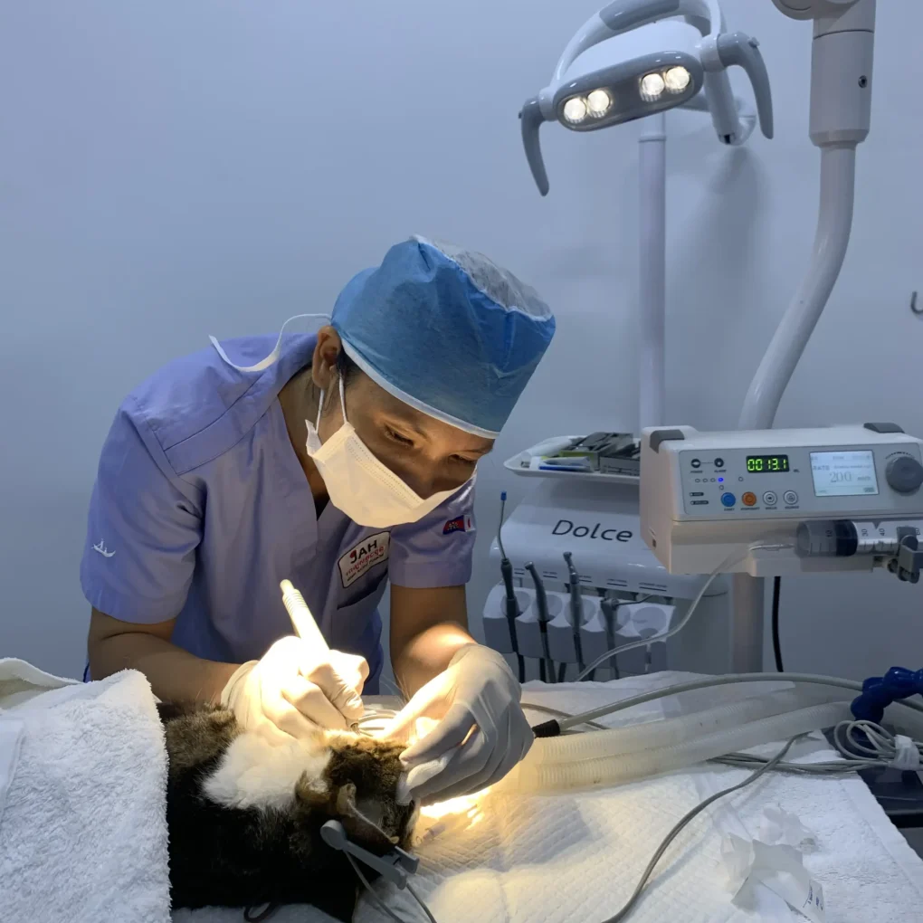 Dental Care - Japan animal hospital's performing Dental Care on Dog