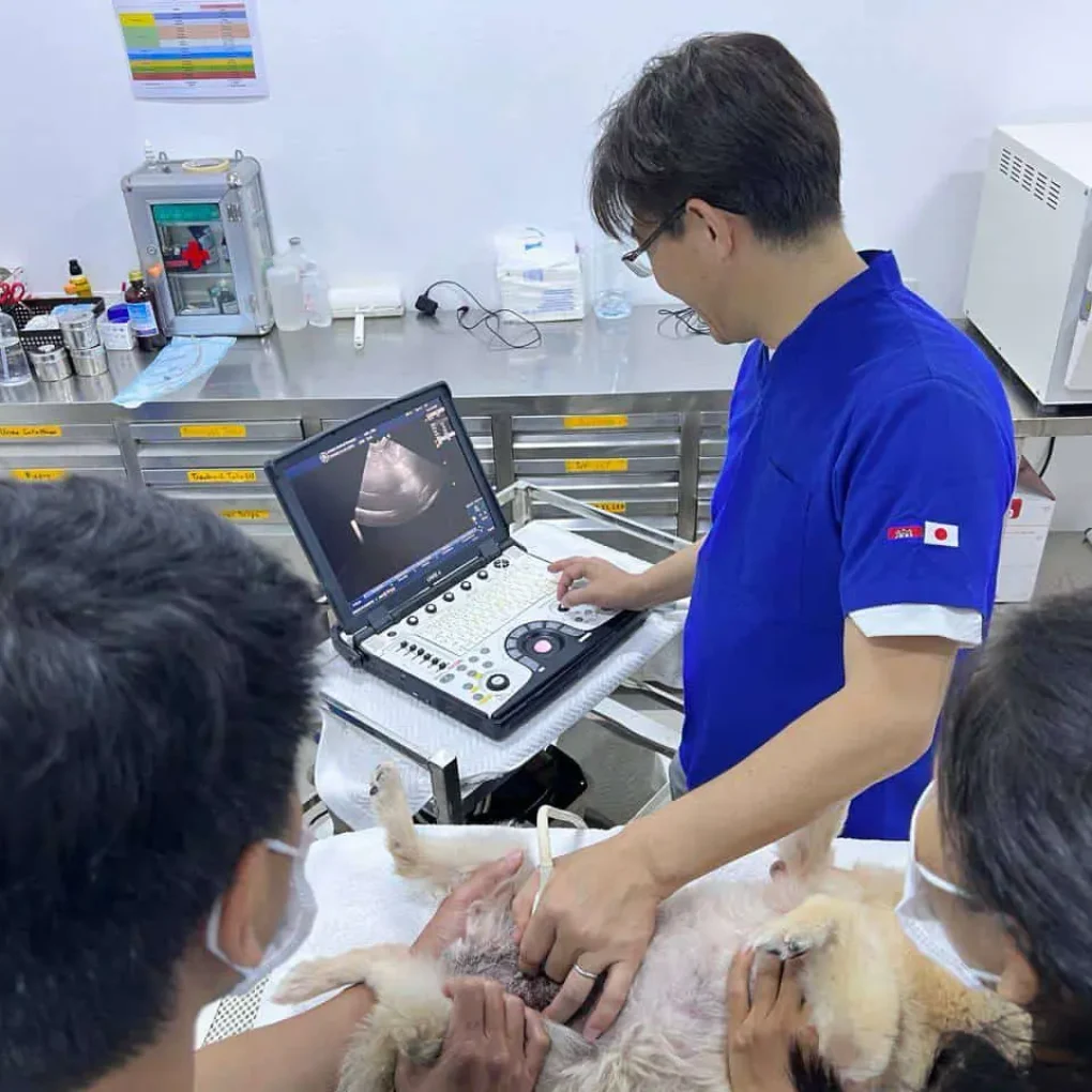 Ultrasound - Japan animal hospital's doctor performing ultrasound