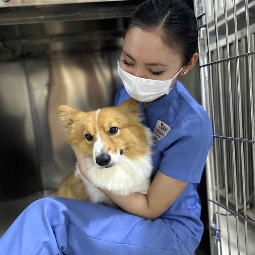 Japan animal hospital - pet stay in hospital for care