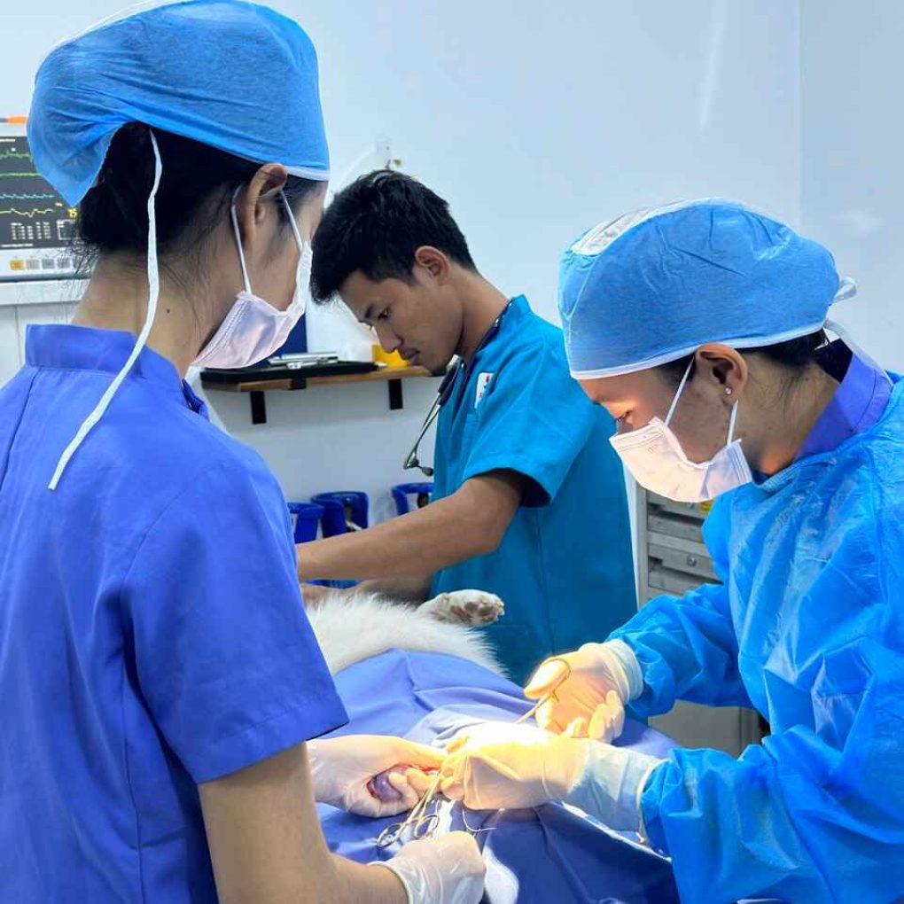 Japan animal hospital - Doctor perform surgery on animal