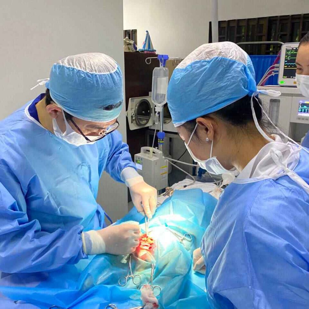 Japan animal hospital - Doctor perform surgery on animal